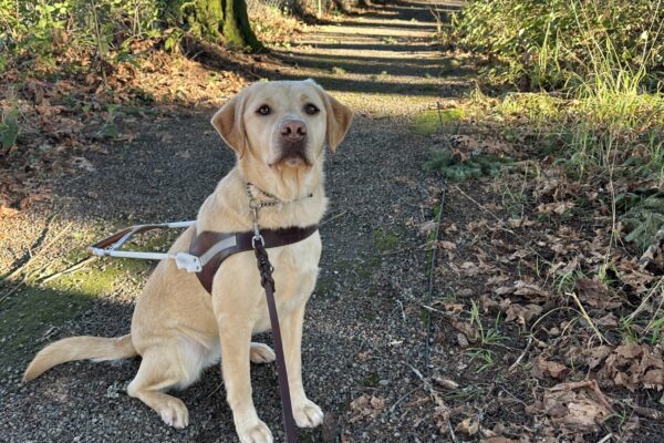 Kendall, a female yellow lab, sits in her harness on a paved trail on the Oregon campus.