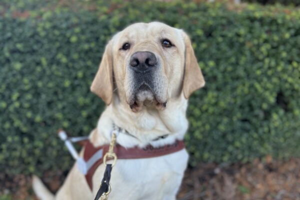 Yellow lab, Ledger, sits in front of a green shrub and wears his harness. He is looking into the camera sweetly.