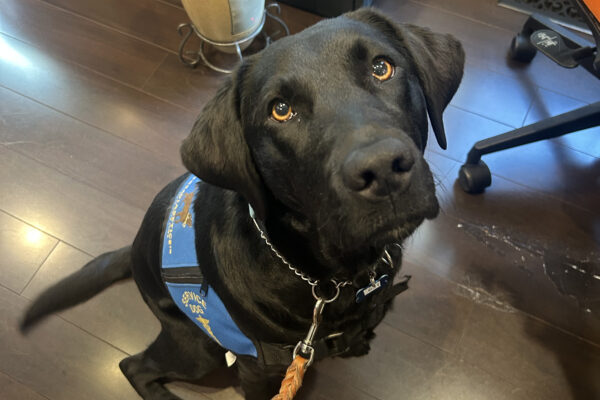 Black lab Luz looking up at the camera wearing her blue service dog vest.