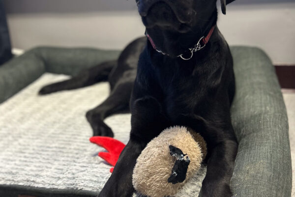 Maizie relaxes on a comfy dog bed in a GDB office with a stuffed chicken toy between her two front legs.