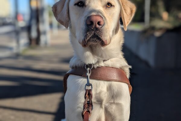 Pimlico sits in harness in a sidewalk. The sunshine on his face as he looks straight at the camera with a very professional dog model look.