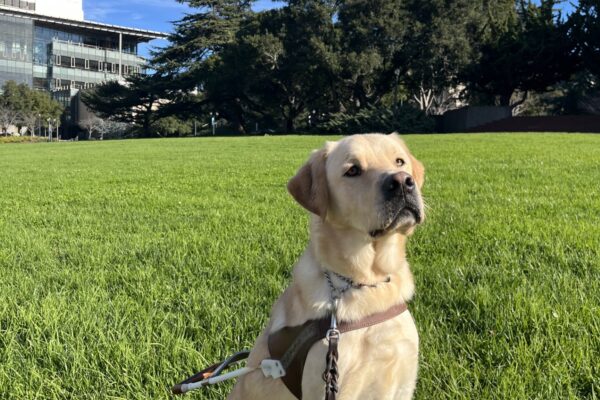 Rigby is pictured sitting in harness staring at the camera. He is on a college university lawn and there is a bright blue sky, bright green grass and a large building in the back.