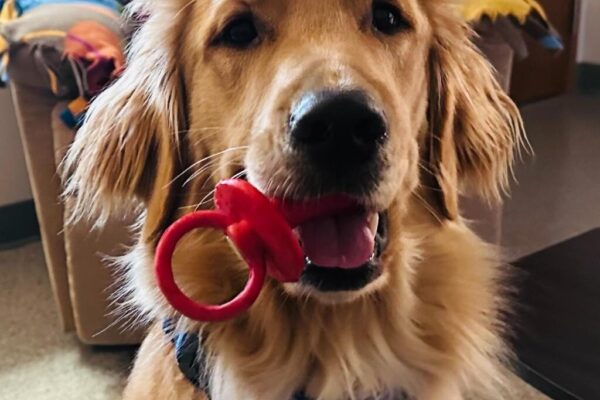 Golden Retriever Scully holding a red chew toy that looks like a pacifier in his mouth