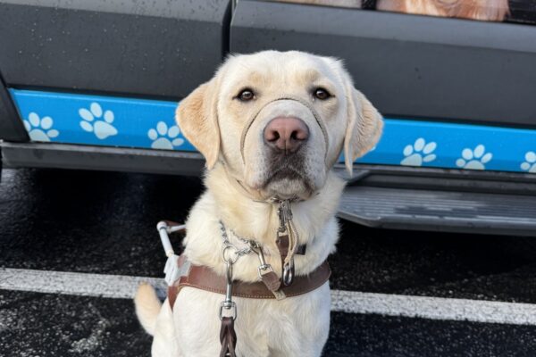 Val is sitting in harness, gentle leader, and back booties in front of a blue GDB training van. She looks directly into the camera.