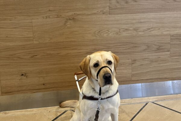 Denny sits in harness looking at the camera in front of a wooden plank wall that reads "Life is better with handmade treats" in turquoise and brown lettering. There is also a rolling pin decoration on the wall. Denny is wearing a black headcollar and his hind booties.