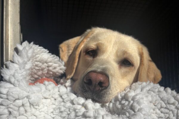 A yellow Labrador Retriever looks softly into the camera while lying in a white fleece blanket in a training van crate. Only her head peaks out of the blanket along with a red Nyla bone.