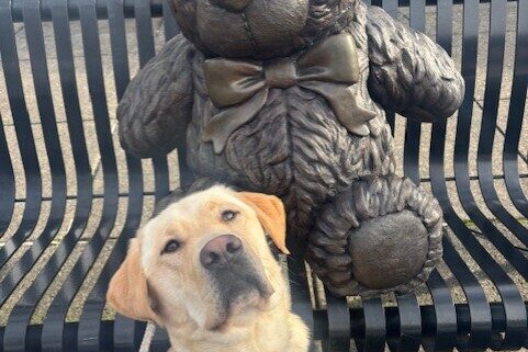A yellow Labrador Retriever looks up at the camera with an inquisitive look on his face in harness. Behind him is a bronze statue of a teddy bear with a bow that sits on a metal bench on a sidewalk.