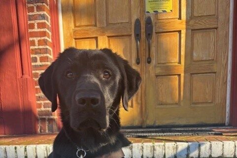 A black Labrador Retriever sits on brick stairs in harness looking into the camera. A multicolored leather leash extends toward the camera.  Behind him are more brick stairs, 2 large wooden doors, and part of a building that is red with more brick. Sunlight filters in making shadows.