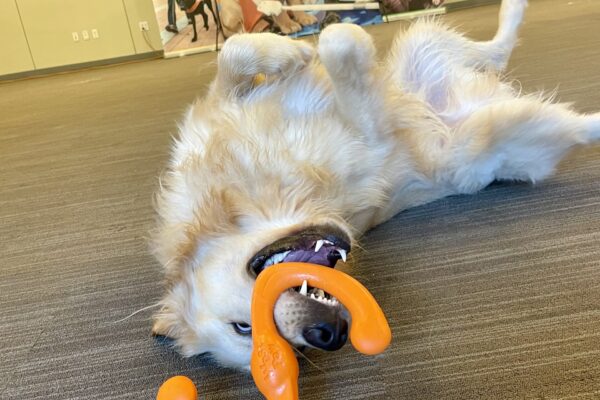 Collins playfully rolls around and poses upside down on the carpet while holding an orange S-shaped rubber toy in his open mouth. There are 3 GDB posters in the background.
