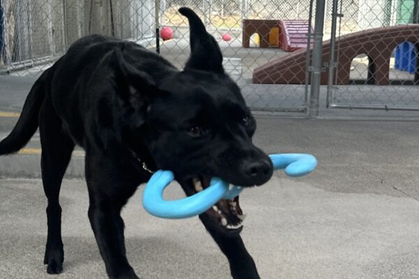 Flume is caught in a close up shot jumping through the air, ears flapped backwards, mouth wide open showing top and bottom teeth as she grabs onto a blue rubber toy.