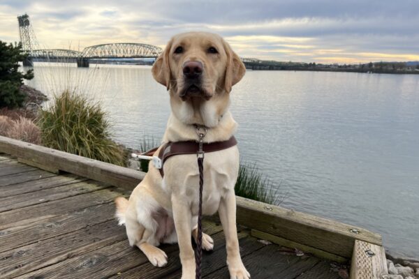 Yellow lab, Zaida, is sitting on a wooden deck at the Vancouver Waterfront. She is wearing her leather harness and looking very regal. A large river and bridge are in the background.