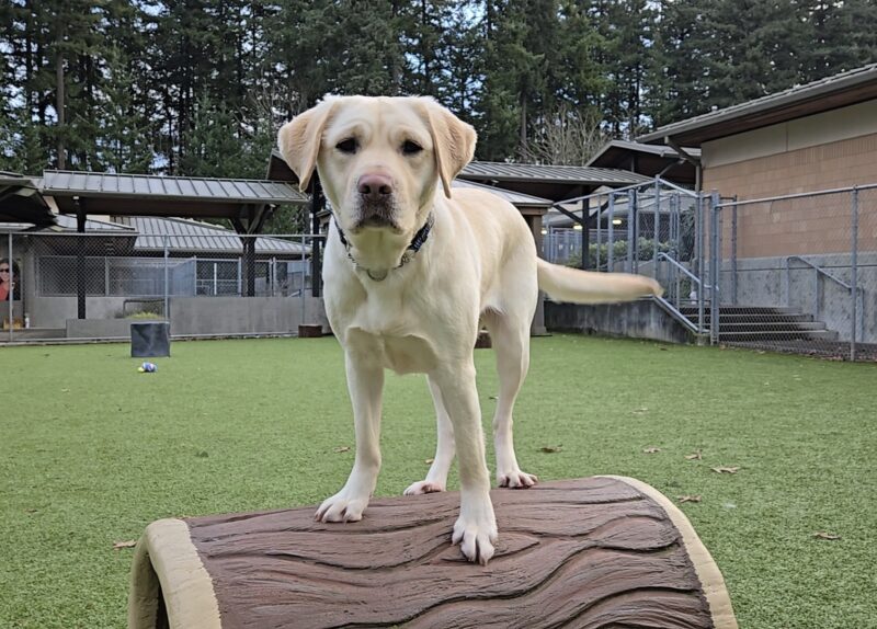 Santana is standing on a log toy that is located in a free run area on the Oregon Campus. She’s looking into the camera.