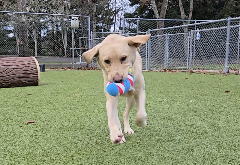 <p>Yellow Labrador Farley, is pictured running in a turf field on the OR campus. He is running toward the camera with a blue, red and white stuffed toy in his mouth. His ears are sticking straight out to the side. </p>