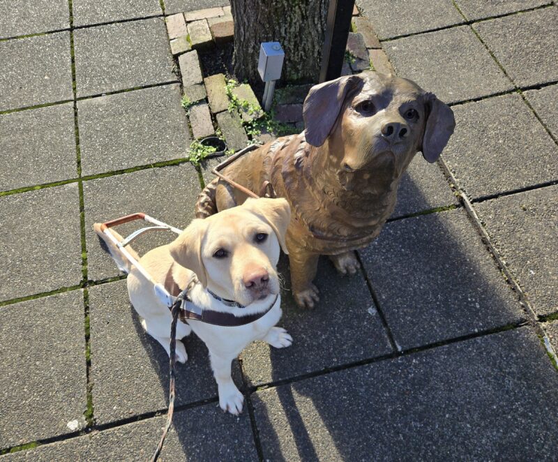 <p>Santana is in Downtown Gresham. She’s wearing her harness and sitting next to the famed “Driscoll” guide dog statue.</p>