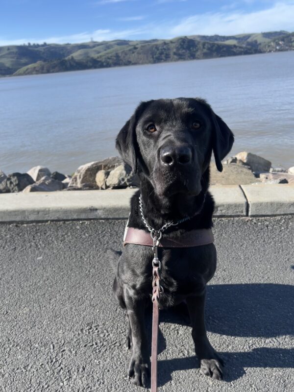 Benny poses wearing his harness. A view of the bay is in the background.