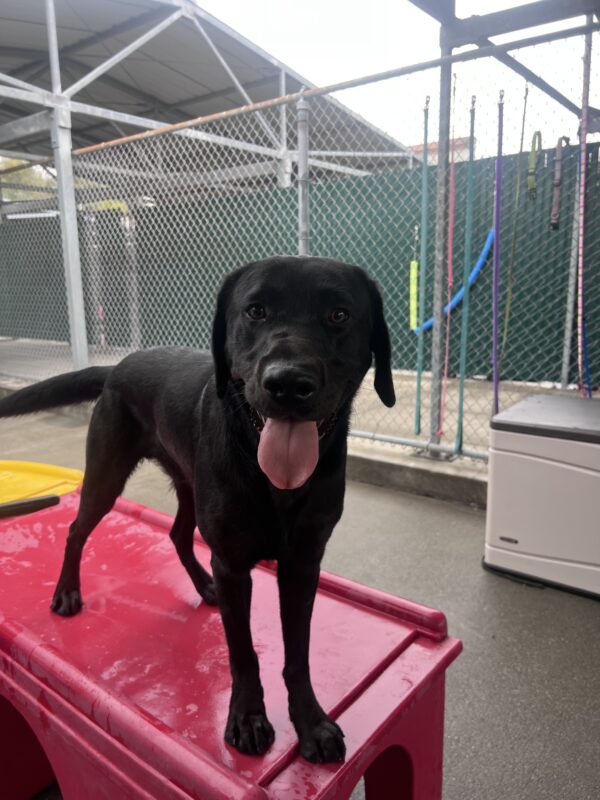 Benny stands on a red play structure. His tongue is out as he smiles big.