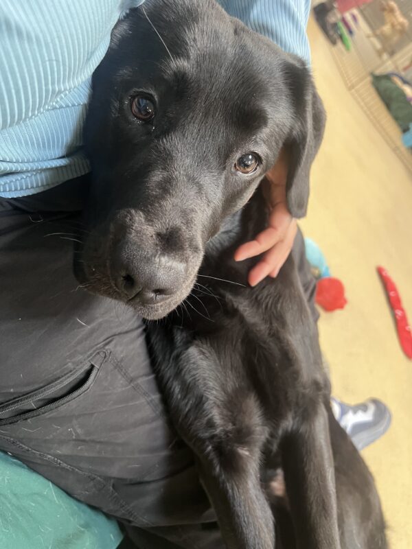 Pacidy lays on her handler’s lap for a snuggle. She looks at the camera.