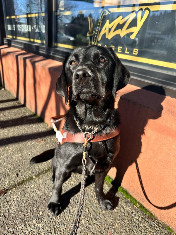 Emmylou a female black lab is one of Jazzy Bagels' most dedicated customers! Her stunning black coat gleams in the morning sunshine as she sits proudly in her guide dog harness outside her favorite local hangout.
