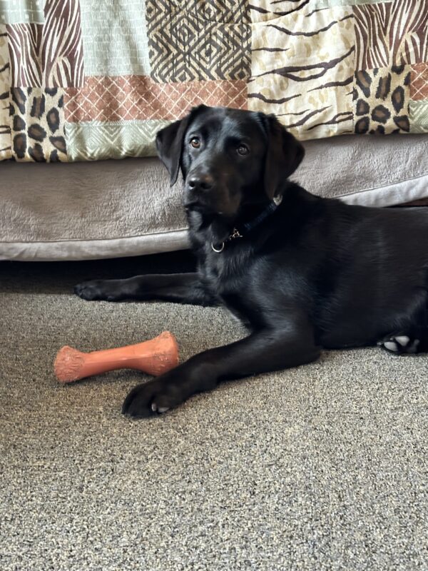 Emmylou a female black lab lounges elegantly on a gray carpet, with an red chew bone placed near her paw. Her glossy coat shines as she rests against a backdrop of decorative curtains featuring an eclectic mix of animal prints and geometric patterns in earthy tones of brown, beige, and cream. She's wearing a dark collar and has an attentive, gentle expression as she gazes at the camera, embodying both grace and companionship in this cozy home setting.