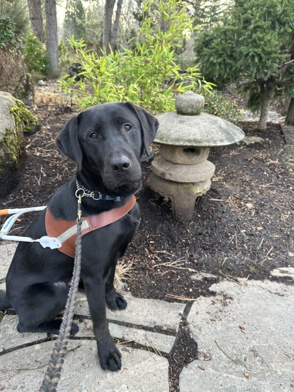Milagro, a male black Labrador sits attentively in his guide dog harness against the serene backdrop of a Japanese garden. The scene beautifully captures the intersection of service and tranquility, with a traditional stone lantern and vibrant bamboo creating a peaceful atmosphere behind him. His alert posture and gentle expression show his professional demeanor.