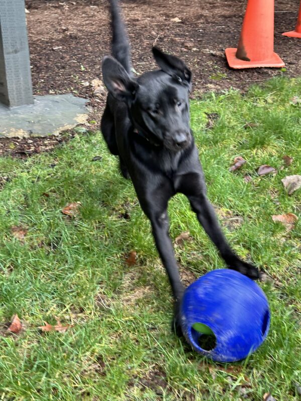 Milagro, a male black Labrador is caught in an energetic moment as he engages with his bright blue