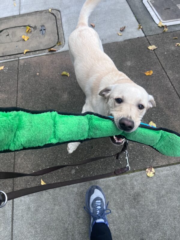 Elle holds on to a large green snake soft toy. Her tail is swayed to the side mid-wag.