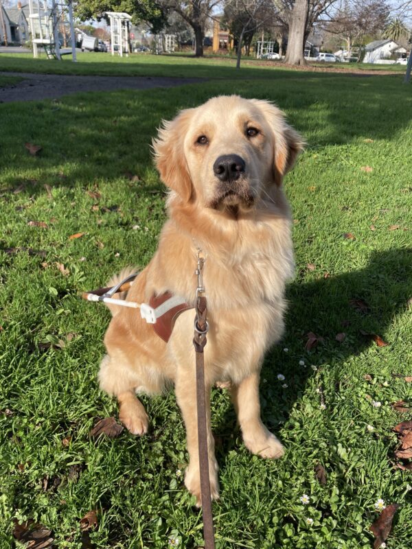 Camden is sitting in a grassy park wearing a guide dog harness. He is looking at the camera with his head tilted slightly.