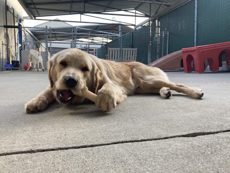 Camden is laying on the ground in the community run yard chewing on a bone.