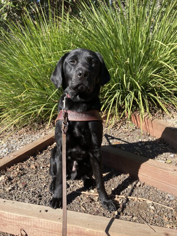Gandalf is wearing a guide dog harness and is sitting on a wood and gravel outdoor step. Behind him are large, green plants.