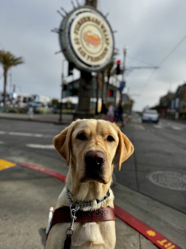 Orson, a yellow Labrador Retriever, is sitting in harness. Behind him is a large sign that says Fisherman's Wharf of San Francisco.