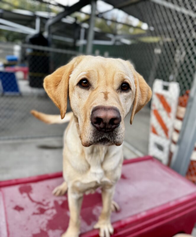 Orson, a yellow Labrador Retriever, is sitting on a red play structure in community run. He is staring into the camera with his dark brown eyes.
