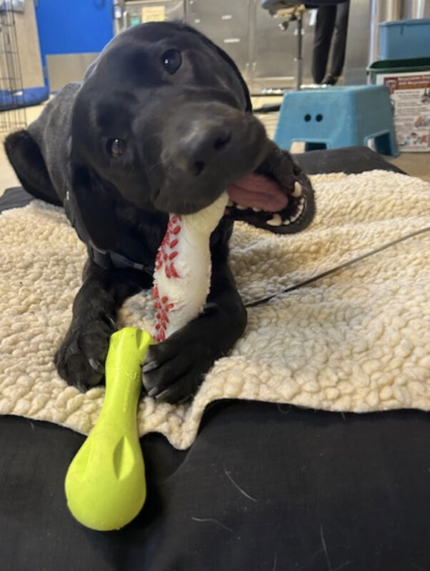 Osha lies on a dog bed in the kennel center section. She is happily chewing on a large red and white Nylabone. There is also a green rubber dog toy between her paws.