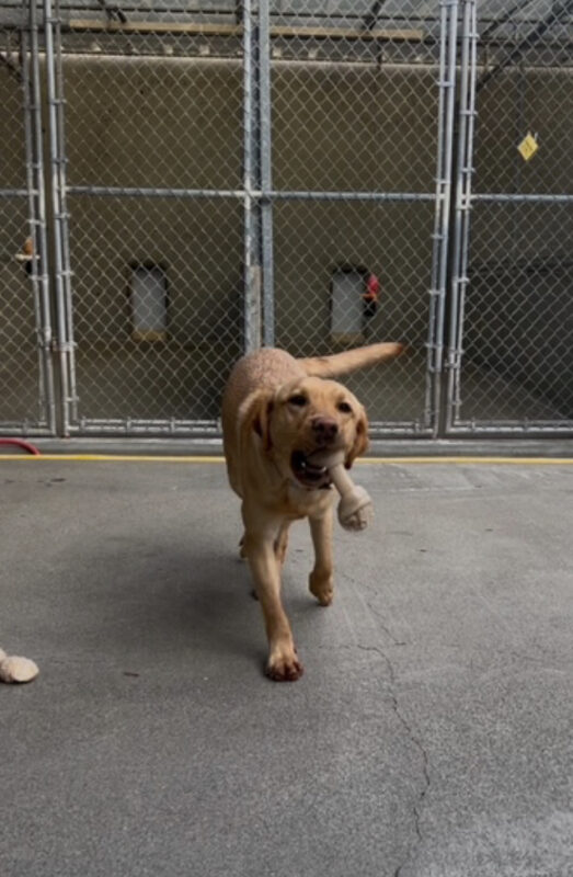 Fisher is captured mid run in the community run area showing off a knotted Nylabone.