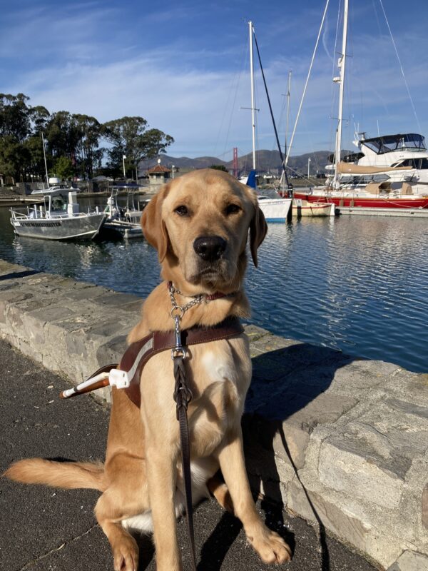 Navi looks so serious while sitting and wearing his harness. Behind him is a short rock wall, separating him from the marina and blue water of the SF Bay. Several boats are docked in the marina and a portion of the Golden Gate Bridge is barely visible in the far distance.