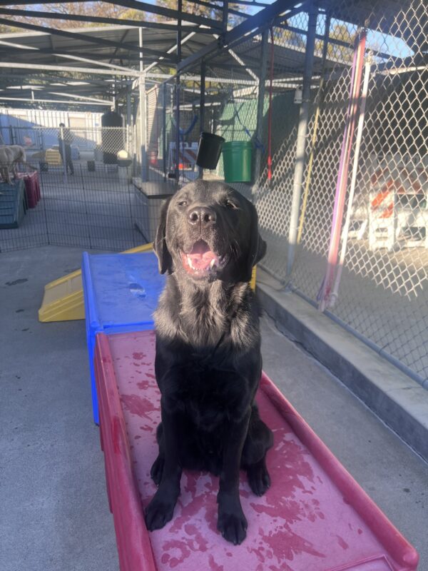 Gilligan smiles as the sun beams down on him. He sits on top of play structures.
