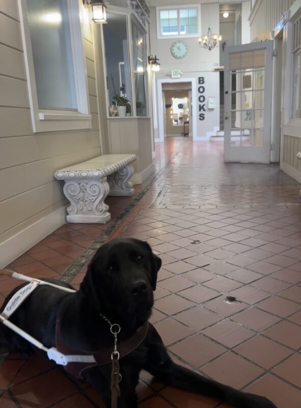 Gilligan lays on a brick pathway in a hallway. There is a bookstore at the end.