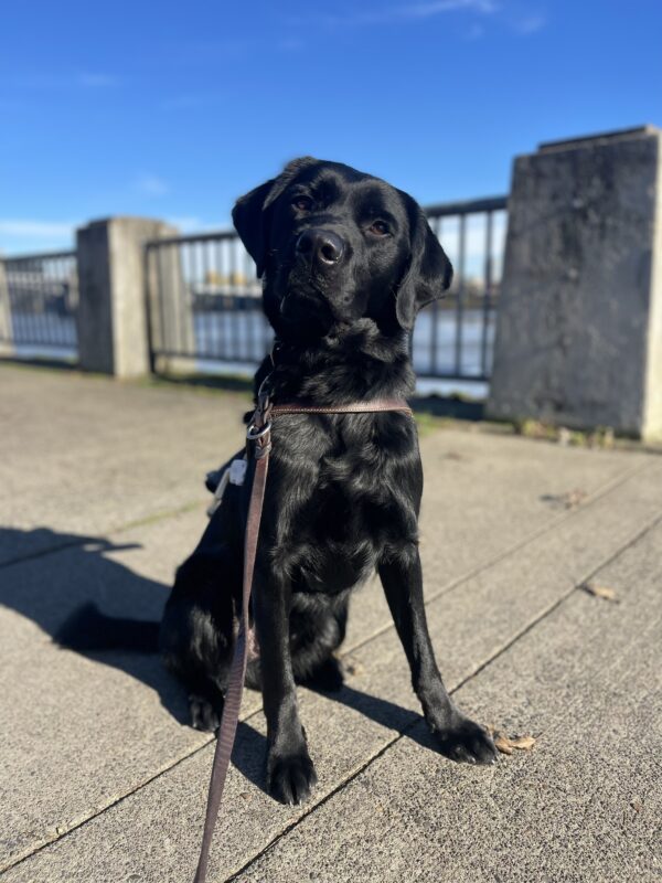 Fairlane, a black golden and labrador coated cross, sits in harness on the Portland waterfront. You can see the river behind in with a bright blue sky. Fairlane has his head slightly tilted!