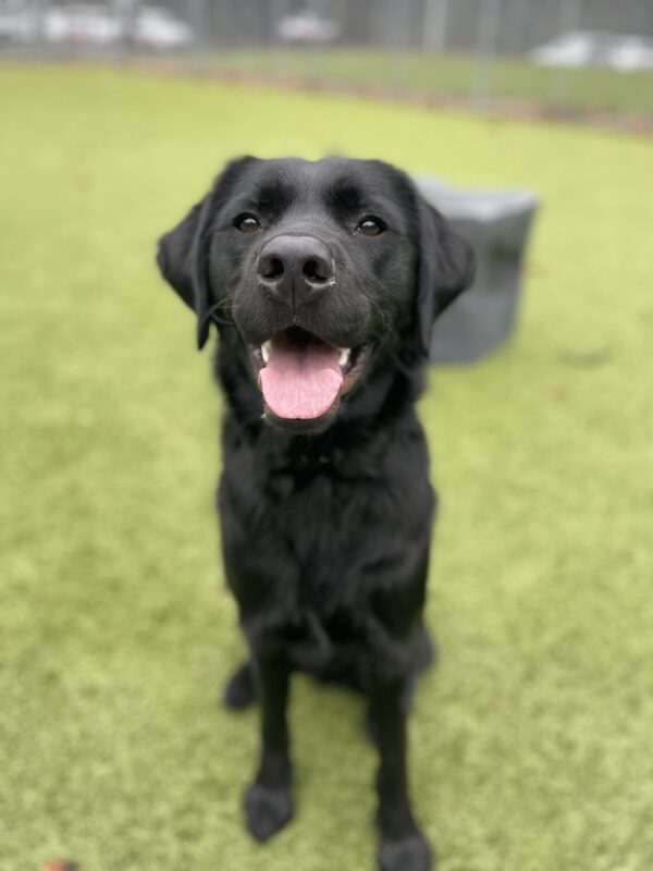 Fairlane, a black golden and labrador retriever, is sitting in the grassy free run area on the Oregon campus. He has a great big smile on his face.