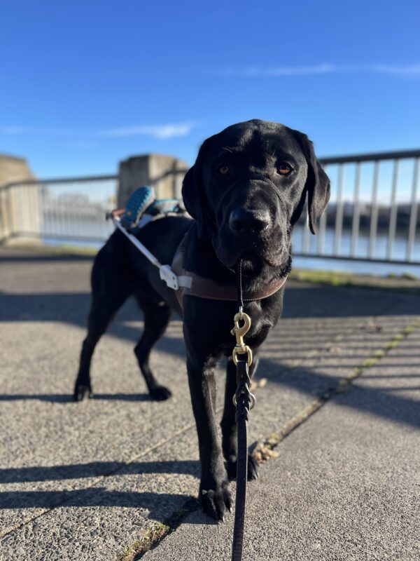 Bruin, a male black Labrador, stands in harness on the Portland waterfront. Behind him is the river and a bright blue sky. He is in harness and wearing his gentle leader.