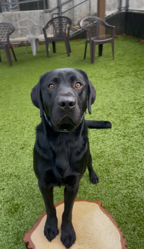 Bruin, a male black Labrador, stands on a faux tree stump in the grassy free run area on the Oregon campus. You can see his tail wagging.