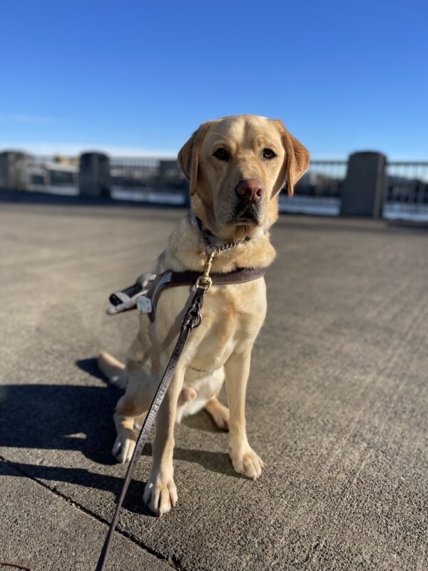 Templeton, a male yellow labrador, sits at the Portland waterfront in harness. Behind him is the river and a bright blue sky. The sun hits his fur perfectly making him look gold and shiny.