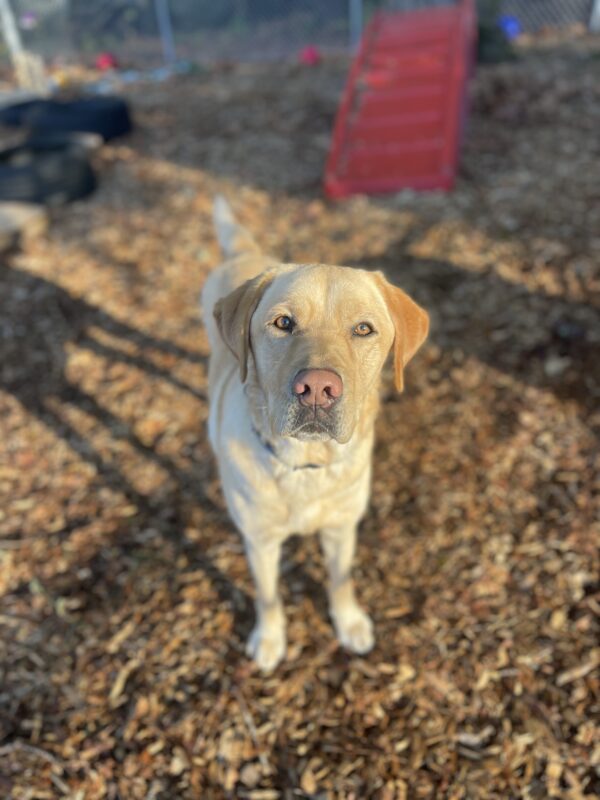 Templeton, a male yellow labrador, stands in the sensory garden on the Oregon campus on bark chips. He is looking up at the camera with his tail slightly wagging. The sun hits his fur and makes him look gold and shiny.