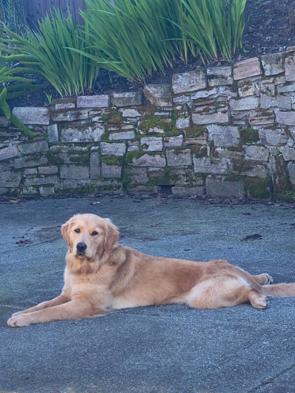 Charmaine is pictured facing the camera, laying on her belly with her legs splayed out in the middle of a fenced-in, private backyard with grass and a stone wall in the back.