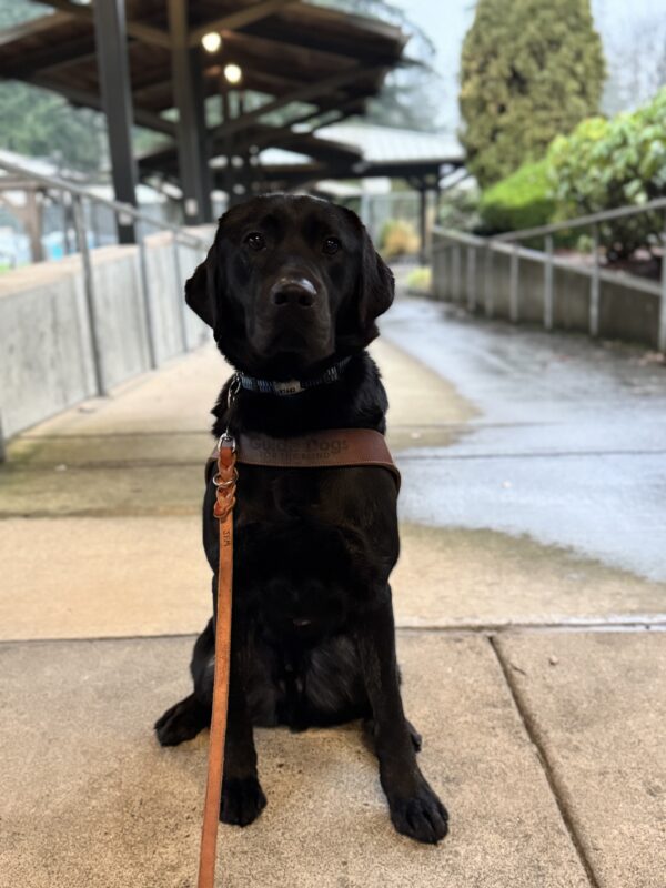 Arav sits on a sidewalk on campus looking straight at the camera. He is in harness.