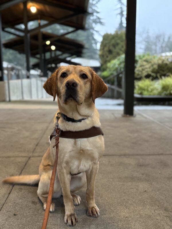Jordana sits in harness looking at the camera. She is on a sidewalk on the Oregon campus.