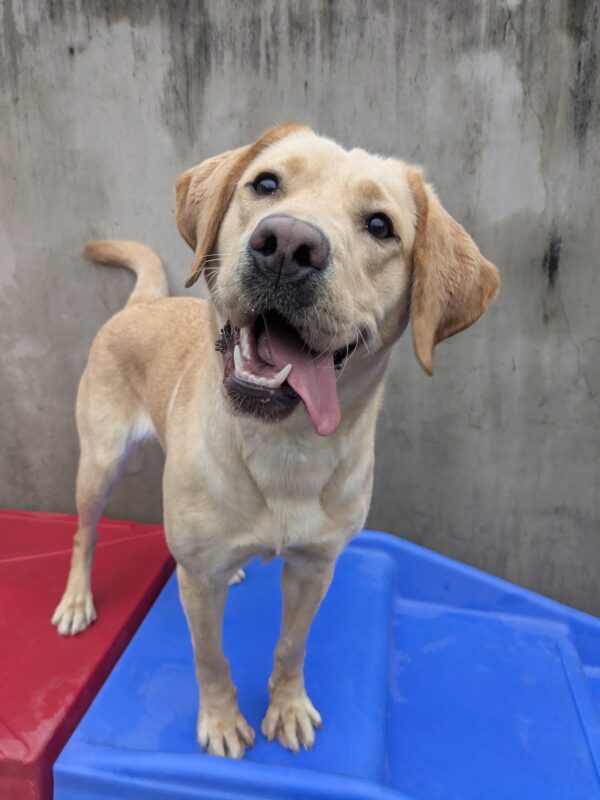Jordana standing on a piece of play equipment. She is looking at the camera with her head tilted and tongue out.