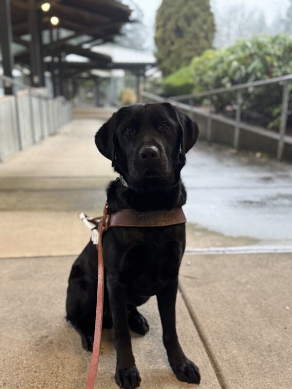 Tofino sits in harness looking at the camera. He is sitting on a sidewalk on campus.