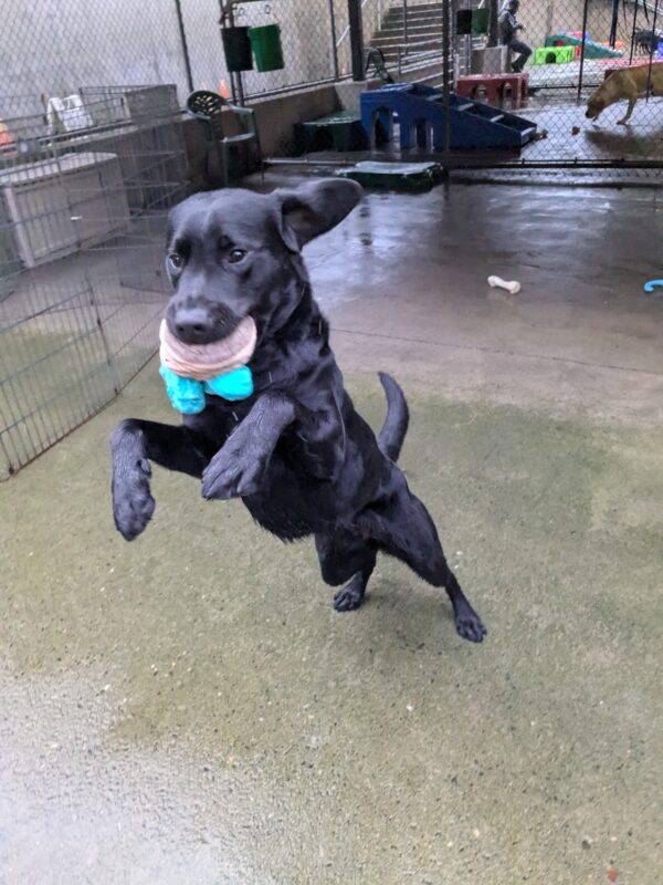 Action shot of Tofino running and jumping in community run with a stuffed toy.
