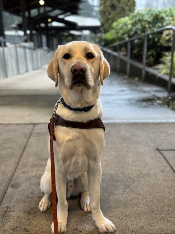 Vonny sits in harness on a sidewalk looking at the camera.