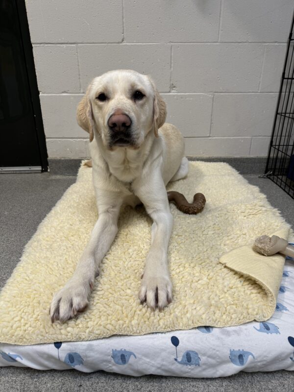Vonny lays on a bed covered in a fleece blanket next to a bone. He is looking at the camera